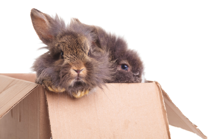 moving company Packing